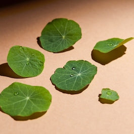 ERBORIAN - CC Eye à la Centella Asiatica - Soin illuminateur contour des yeux - Clair 10ml